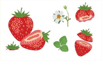 jordgubb vektor uppsättning. colection av jordgubb vektor illustration. halv jordgubbe, Bitten strawberry.flower och blad. platt vektor isolerat på vit bakgrund..