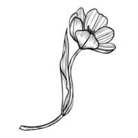 Linie Kunst Clip Art mit Tulpe Blume vektor