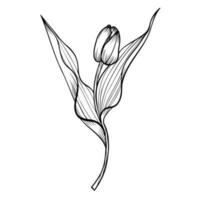 linje konst ClipArt med tulpan blomma vektor