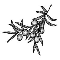 linje konst ClipArt med oliver gren vektor