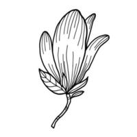 Linie Kunst Clip Art mit Magnolie Blumen vektor