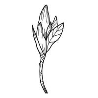 Linie Kunst Clip Art mit Magnolie Blumen vektor