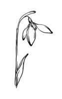 Hand gezeichnet Schneeglöckchen Blume schwarz und Weiß freihändig Linie Zeichnung, Blumen- Design Element. Vektor Illustration.