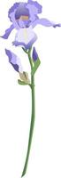 enda blå iris blomma på en stam med knoppar isolerat på vit bakgrund vektor
