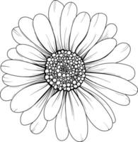 linjär daisy och löv. hand dragen illustration. vektor