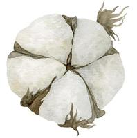 Aquarell Baumwolle Blume Ball. Hand gemalt Illustration von flauschige Weiß Pflanze zum Hochzeit Einladungen oder Gruß Karten. botanisch Zeichnung auf isoliert Hintergrund im Jahrgang Stil. getrocknet Ast vektor