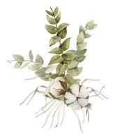 eukalyptus gren med bomull bollar blomma och torkades gräs. hand dragen vattenfärg botanisk illustration på isolerat bakgrund för hälsning kort eller bröllop inbjudningar. blommig rustik teckning vektor