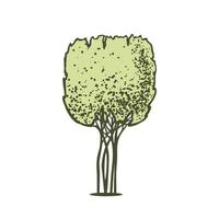 skiss av topiary barr- träd. klippt thuja kub för häckar. geometrisk träd för reklam och landskap design. isolerat på vit bakgrund. vektor