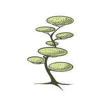 skiss av topiary barr- träd. klippt thuja bansai i ett trunk. geometrisk träd för reklam och landskap design. isolerat på vit bakgrund. vektor