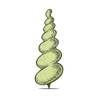 skiss av topiary barr- träd. klippt thuja kon spiral. geometrisk träd för reklam och landskap design. isolerat på vit bakgrund. vektor