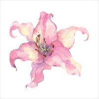 Rosa Lilie Blumen isoliert auf Weiß Hintergrund. Aquarell Vektor Handarbeit Illustration. zum Drucke, Aufkleber, Poster, Karten, Hochzeit