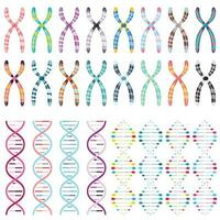 mehrfarbig Chromosomen und DNA doppelt Spiralen Wissenschaft Vektor Illustration Grafik