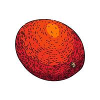 Mango Obst reif skizzieren Hand gezeichnet Vektor