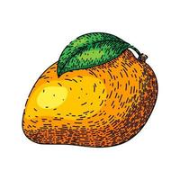 Mango Obst Gelb skizzieren Hand gezeichnet Vektor