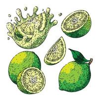 Limette Grün Obst einstellen skizzieren Hand gezeichnet Vektor
