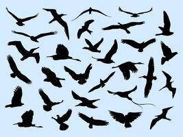 30 verschiedene fliegende Vögel vektor