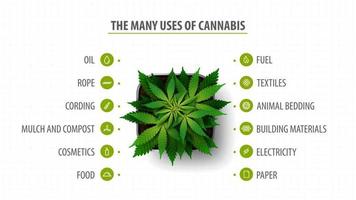 viele Verwendungen von Cannabis, Banner mit Infografik der Verwendungen von Cannabis und Greenbush der Cannabispflanze, Draufsicht vektor