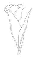 översikt tulpan blomma isolerat på vit bakgrund vektor