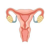 weiblich reproduktiv System, Vektor Illustration