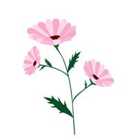 rosa daisy eller kamomill blommor på vit. ClipArt. vektor