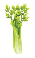 Sellerie Vektor Illustration. frisch Gemüse isoliert auf Weiß Hintergrund