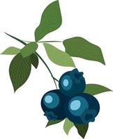 hoch Qualität Vektor Illustration. Blaubeere Ast mit Blätter. Beeren.