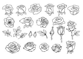 ro uppsättning. botanisk samling av rosor. trädgård blommor. vektor illustrationer.