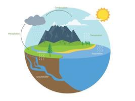 Wasser Zyklus Infografik. hydrologisch Erdkunde Schule planen vektor