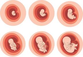 spädbarn ikoner uppsättning. bebis i de livmoder. vektor illustration.