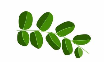 vektor illustration, moringa gren med tät löv. kan vara Begagnade som ört- medicin.