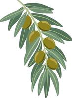 Illustration von ein Olive Ast mit Grün Oliven und Blätter vektor