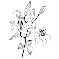 Blumenlilie lokalisiert über weißem Hintergrund. Blumenmuster. Blumenblütendekor für Grußkartenentwurf, botanische Gartenillustration