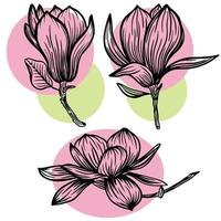 Satz Umriss Magnolienblume und Blattzeichnung mit Strichzeichnungen auf weißem Hintergrund mit rosa und grünen Flecken. Vektorillustration vektor