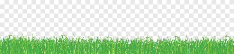 gräs isolerad transparent bakgrund vektor