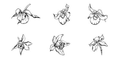 hand dragen vektor bläck orkide blommor och grenar, svartvit, detaljerad översikt. enda blommor, löv, stjälkar. isolerat på vit bakgrund. design för vägg konst, bröllop, skriva ut, tatuering, omslag, kort.