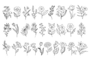 ange handritat lockigt gräs och blommor på vit isolerad bakgrund. botanisk illustration. dekorativ blommig bild. vektor