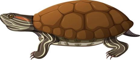 sköldpadda i tecknad stil isolerad på vit bakgrund vektor