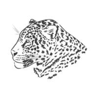 jaguar. handritad skissillustration isolerad på vit bakgrund. jaguardjur, vektor skiss illustration