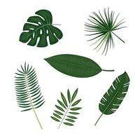 tropisch Palme Blätter, Urwald Blätter, botanisch Vektor Illustration isoliert auf Weiß Hintergrund.