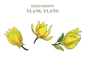 Hand gezeichnet Ylang Ylang Blume Satz, isoliert auf Weiß Hintergrund, Vektor Illustration