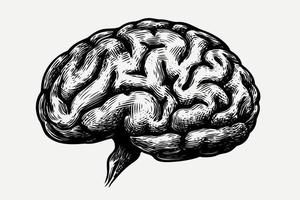 mänsklig nervös systemet hjärna organ vektor