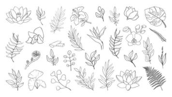 skog örter och löv och tropisk blommor stor uppsättning. linjär enkel ikoner av växt botanisk mönster vektor