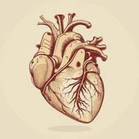 mänsklig hjärta med vener och artärer. vektor illustration i årgång stil.