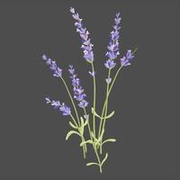 blomning lavendel- blommor, kluster av lavendel- blommor, , bländande lila blommor vektor