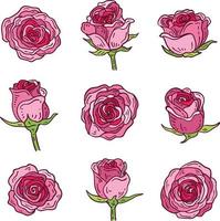 samling av rosa rosor vektor