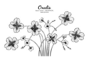 oxalis blomma och blad handritad botanisk illustration med konturteckningar. vektor