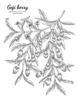goji bär frukt handritad botanisk illustration med konturteckningar på vita bakgrunder. vektor