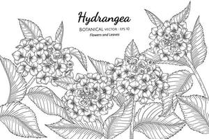 hortensia blomma och blad handritad botanisk illustration med konturteckningar på vita bakgrunder. vektor