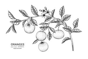 Orangenfrucht Hand gezeichnete botanische Illustration mit Strichzeichnungen. vektor