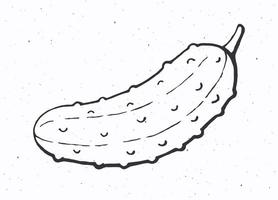 gurka eller ättikslag med en stam. friska vegetarian mat. ingrediens för vegetabiliska sallad. vektor illustration. endast översikt isolerat på vit bakgrund. klämma konst för förpackning, märka, meny, skylt